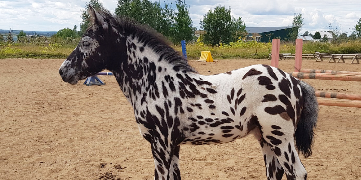 Звезда YouTube – жеребенок-далматинец из Коми – переехал во Владимирскую область