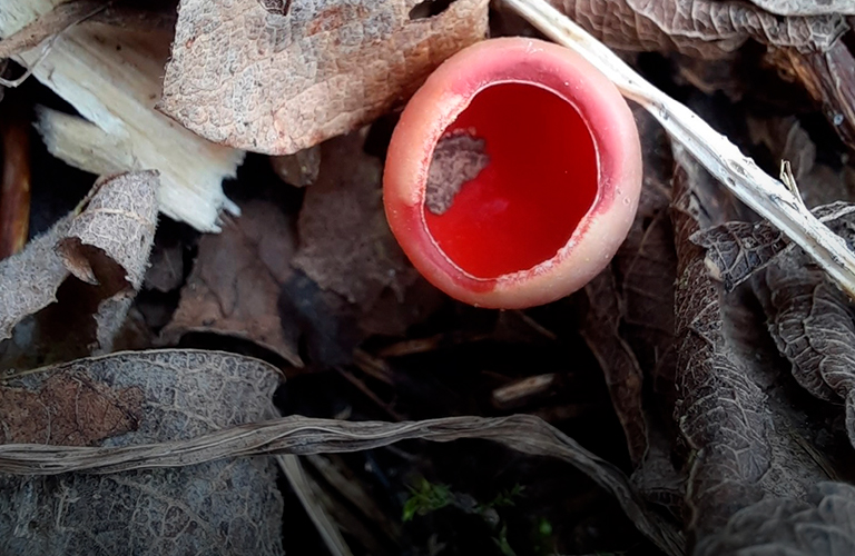 Грибной сезон в 33-м регионе начался с «эльфовой чаши» и «молодильного яблочка»