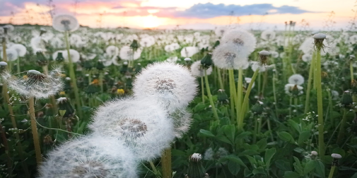 Снежное покрывало в траве и облака, опустившиеся на землю, в июньских кадрах владимирцев