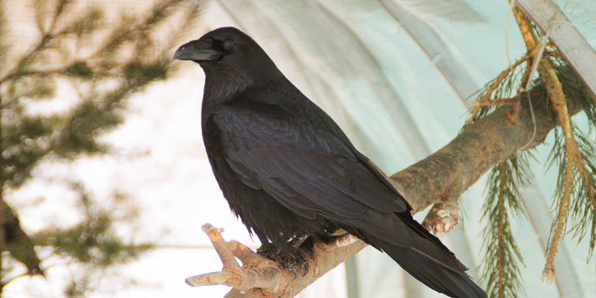 «Воронье гнездо», или Как в регионе работает Центр помощи диким птицам