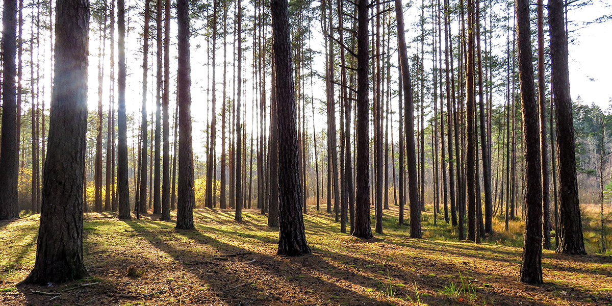 Сентябрь порадует владимирцев «молодым бабьим летом»