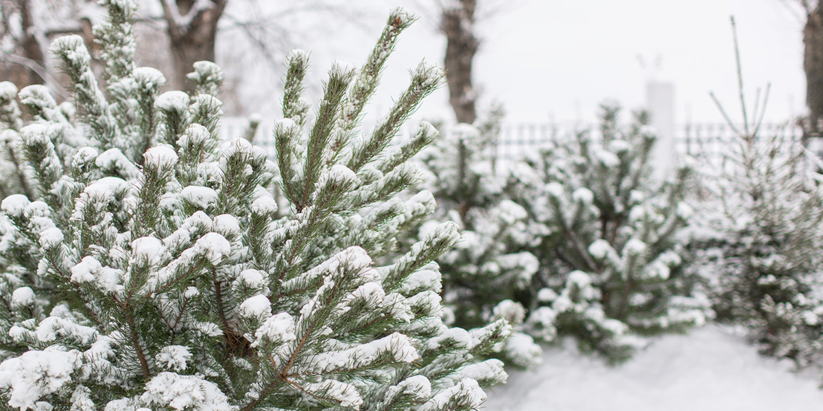 Почем колючая для народа: стоимость зеленых красавиц на елочном базаре и в гипермаркете