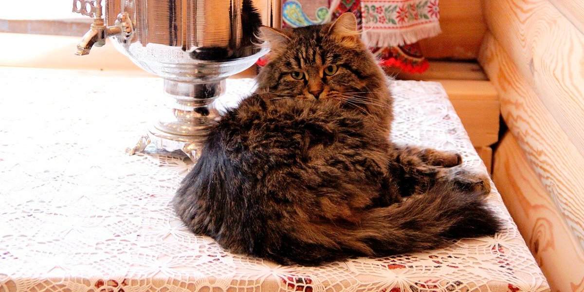 Хвостатый блогер, пушистые спасатели и другие «звездные» котики 33-го региона