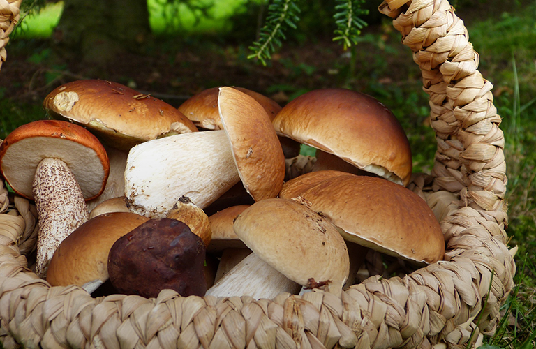 Тест: Съедобное - несъедобное? 12 вопросов для тех, кто ходит за грибами