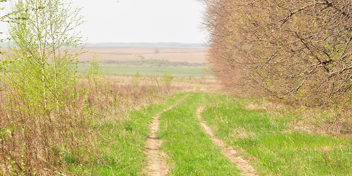 Место силы: едем в кедровую рощу, где творили Вяземский и Тарковский