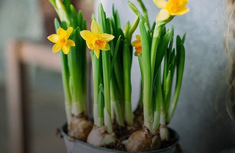 Весна прямо в руки: подарок на 8 марта, который очарует любую девушку