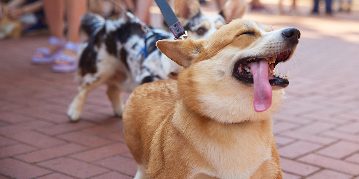 Открытие «People вместе»: корги-дефиле и более 70 работ в поддержку бездомных животных