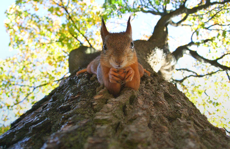 Звери и птицы, которых можно встретить в парке “Дружба”