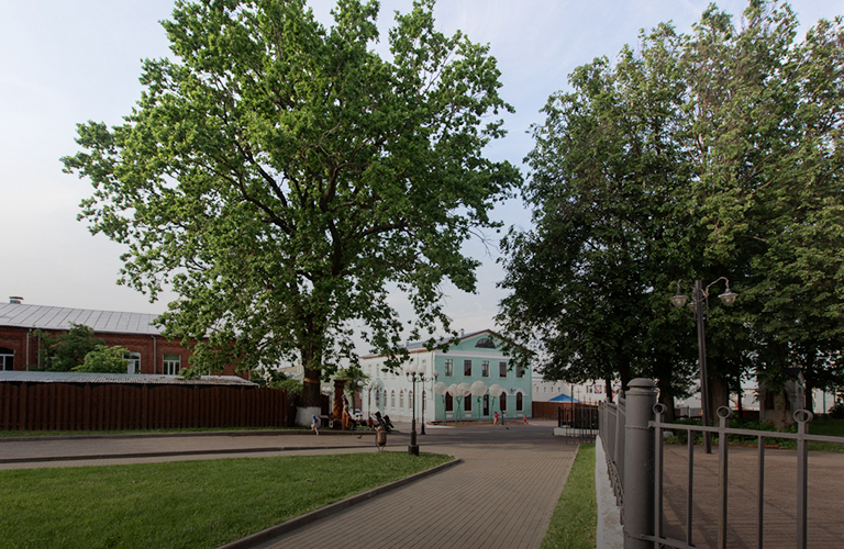 111-летний «Пушкинский дуб» из Владимира претендует на звание главного дерева страны