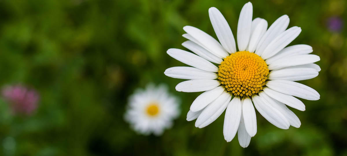 В Муроме может появиться гигантская ромашка