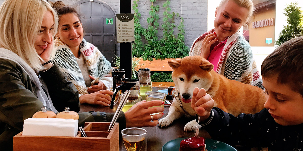 Dog-friendly: 9 владимирских заведений, куда пускают с собаками