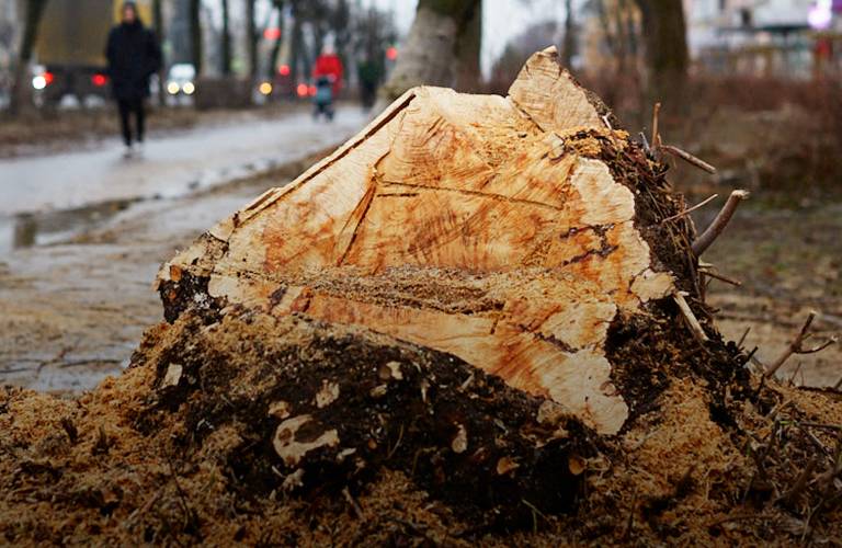 Город пней и цветов. Во Владимире сотнями вырубают деревья, но обещают украсить к весне