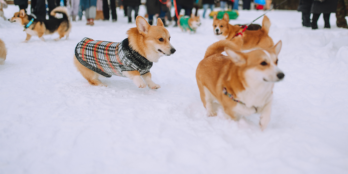 Догсвоп-пати с «когтетюром» и пушистые выходные – события этой весны от создателей коргитусы