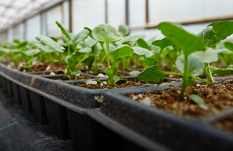 Миллион цветов и 28 новых зеленых локаций — Владимир готовится к весенне-летнему сезону