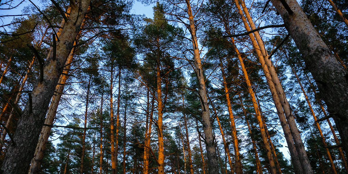 Обыкновенные и гигантские: какие весенние грибы уже можно собирать в лесах 33-го региона