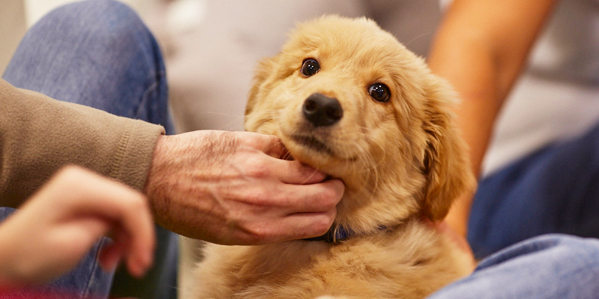 Во Владимире открывается зоогостиница, а строительство муниципального приюта для животных откладывается
