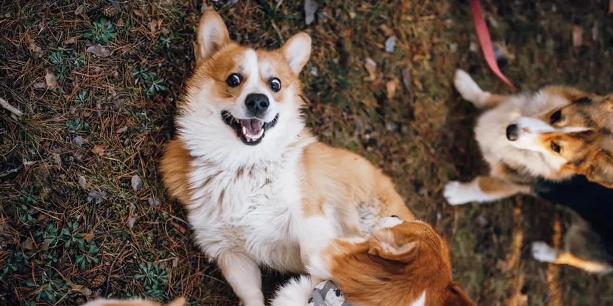 Коргитуса в Загородном: встреча 25 милейших питомцев и создание дог-комьюнити