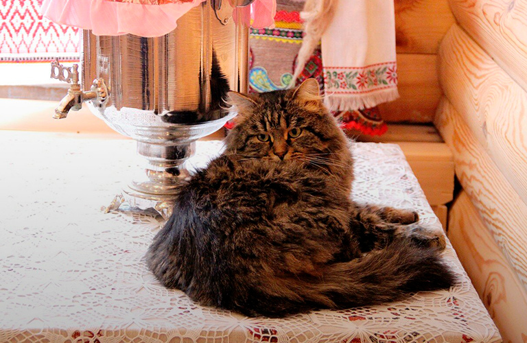 Хвостатый блогер, пушистые спасатели и другие «звездные» котики 33-го региона