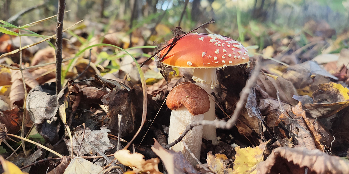 Подмухоморовик и ведьмовский букет. Сбор грибных красавцев в регионе продолжается