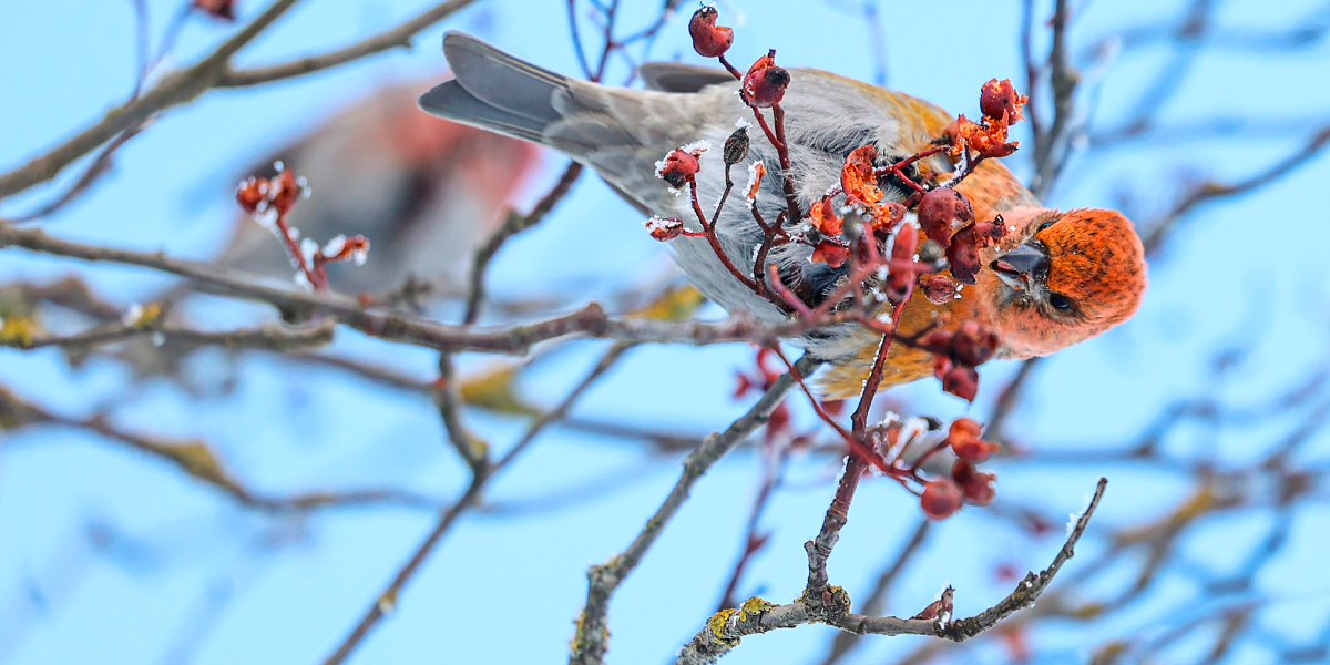 Таежная птица щур, башня в серебре и дубак-челлендж: самые красивые кадры студеной поры