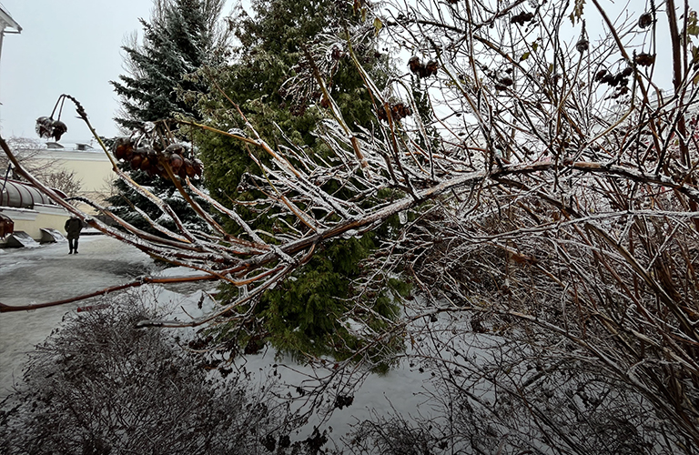 «Хрустальные» последствия ледяного дождя в области. Чего ждать от погоды дальше