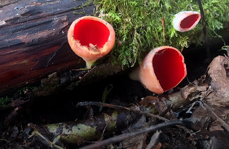 После дождичка, в четверг, или Тихие охотники 33-го региона открыли сезон раньше обычного