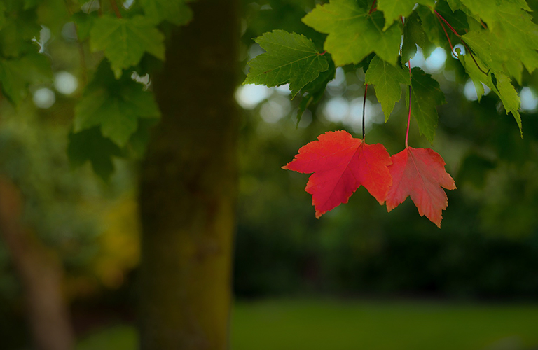 Бабье лето во Владимирской области не будет классическим