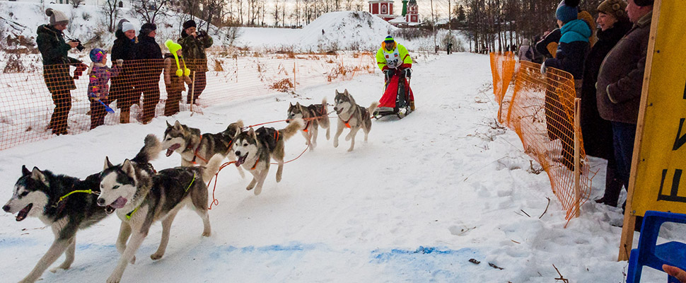 В Суздале состоялись^ гонки на собачьих упряжках