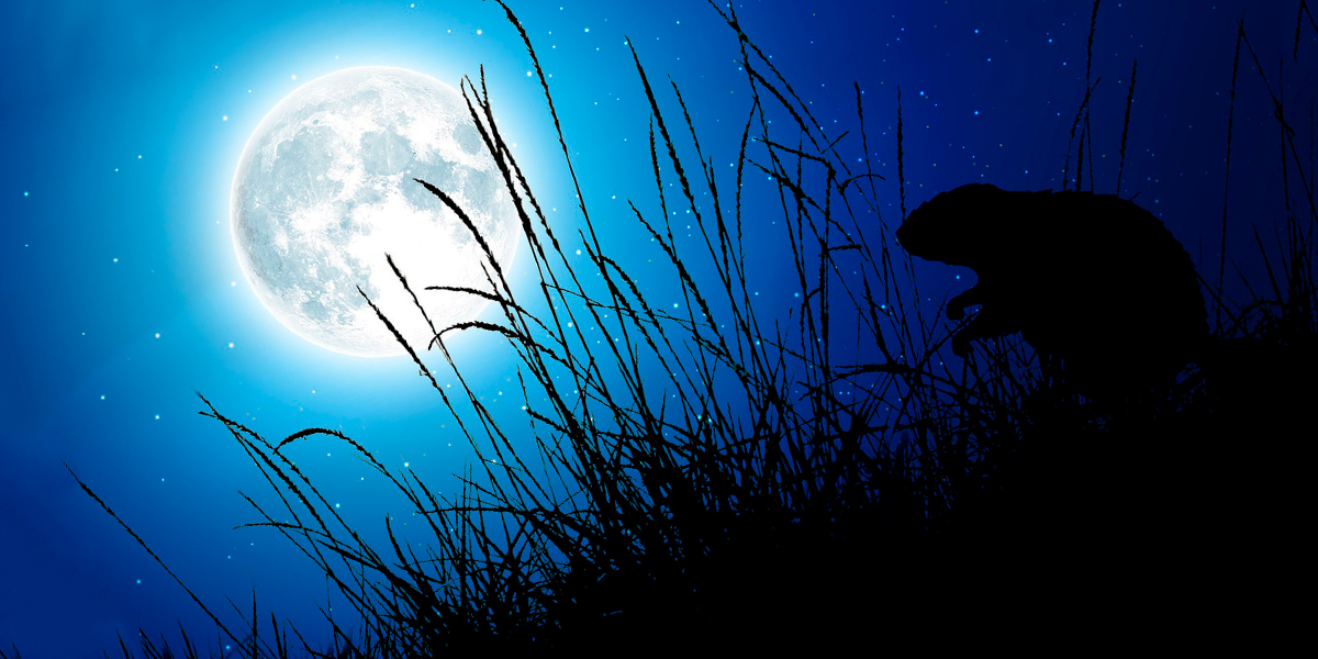 Скоро жители 33-го региона смогут наблюдать Бобровое полнолуние и не только