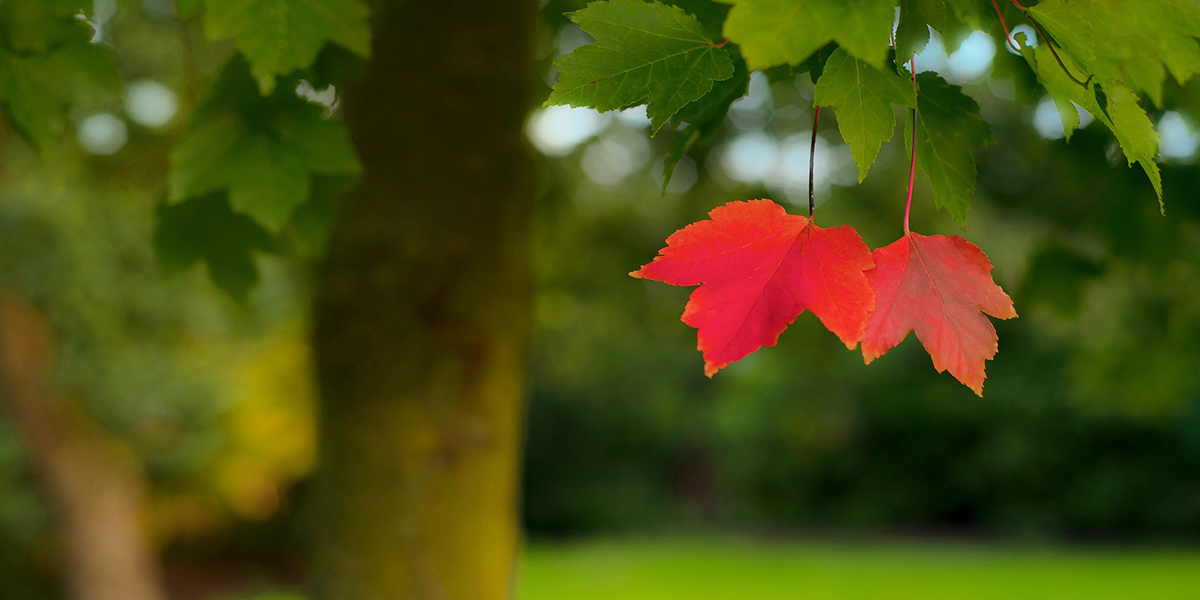 Бабье лето во Владимирской области не будет классическим
