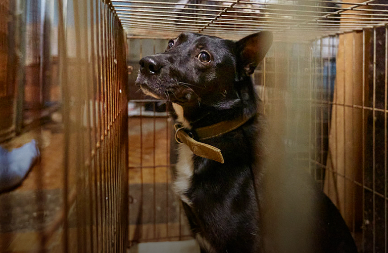 «Мы переезжаем». Приюту для животных «Валента» разрешили перебраться в новый дом