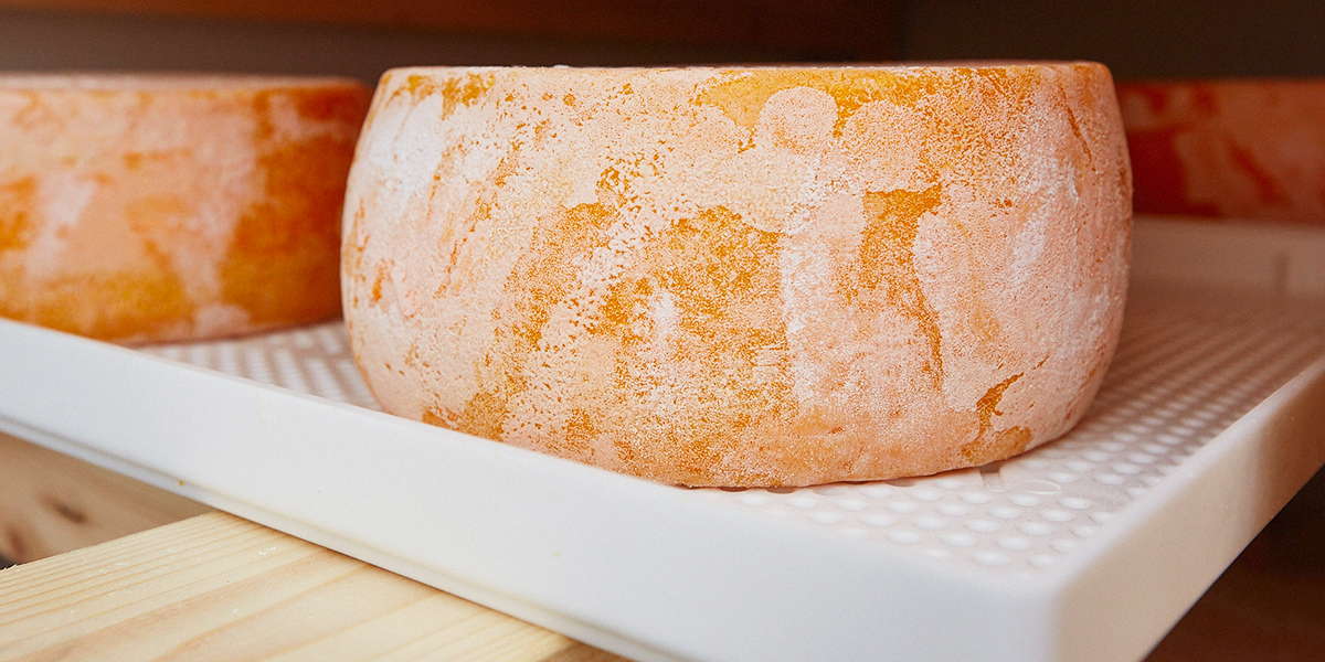 От эффектной бурраты до авторской качотты — феерия вкусов, созданная местным сыроваром