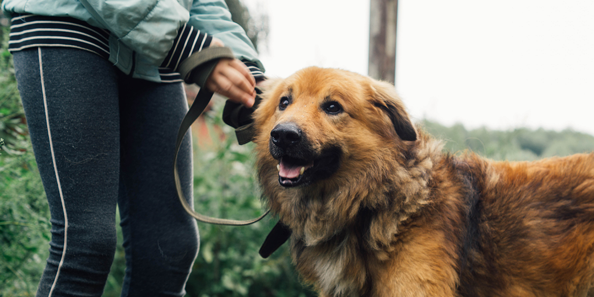 Зачем владимирцы ежедневно выгуливают собак из приюта?