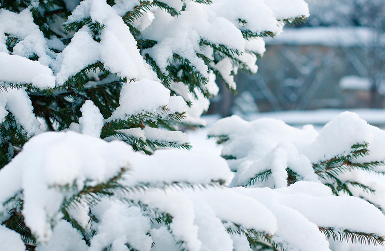 Зима надвигается: во Владимире ударят сильные морозы