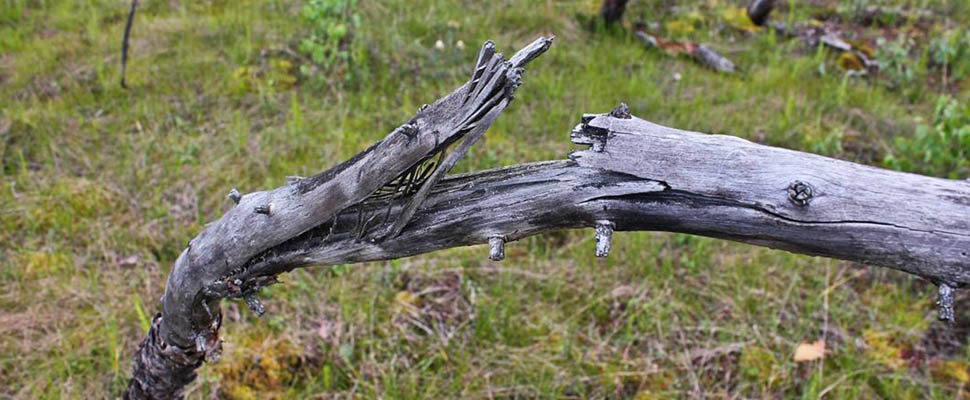 Странная поляна: экспедиция владимирцев по аномальной зоне