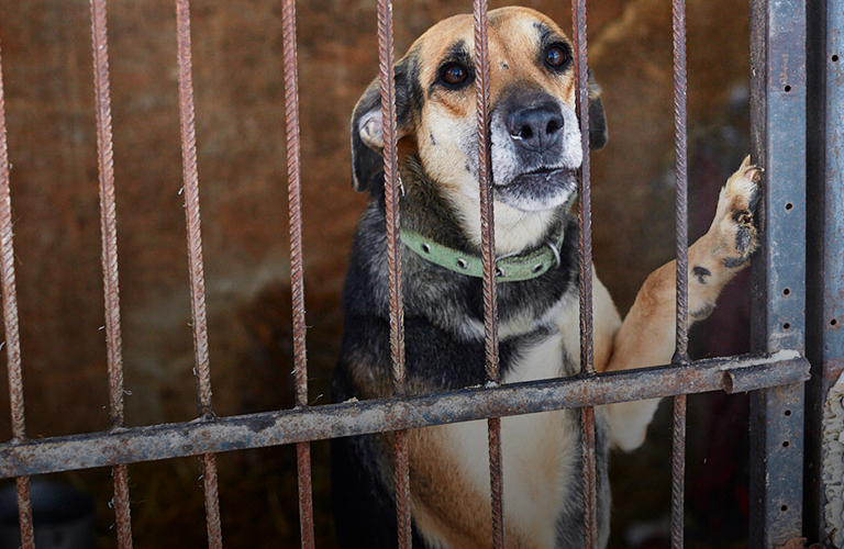 Больше не «Валента! Экскурсия по новому дому для бездомных животных «Ковчег33»