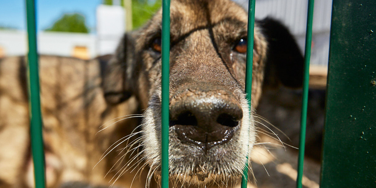 Животным угрожают, волонтеров выгоняют: насущные проблемы зоодомов 33-го региона