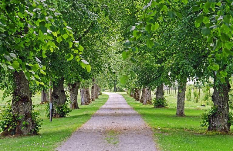 Неприхотливые липы и тепличные цветы: Владимир украшают к лету