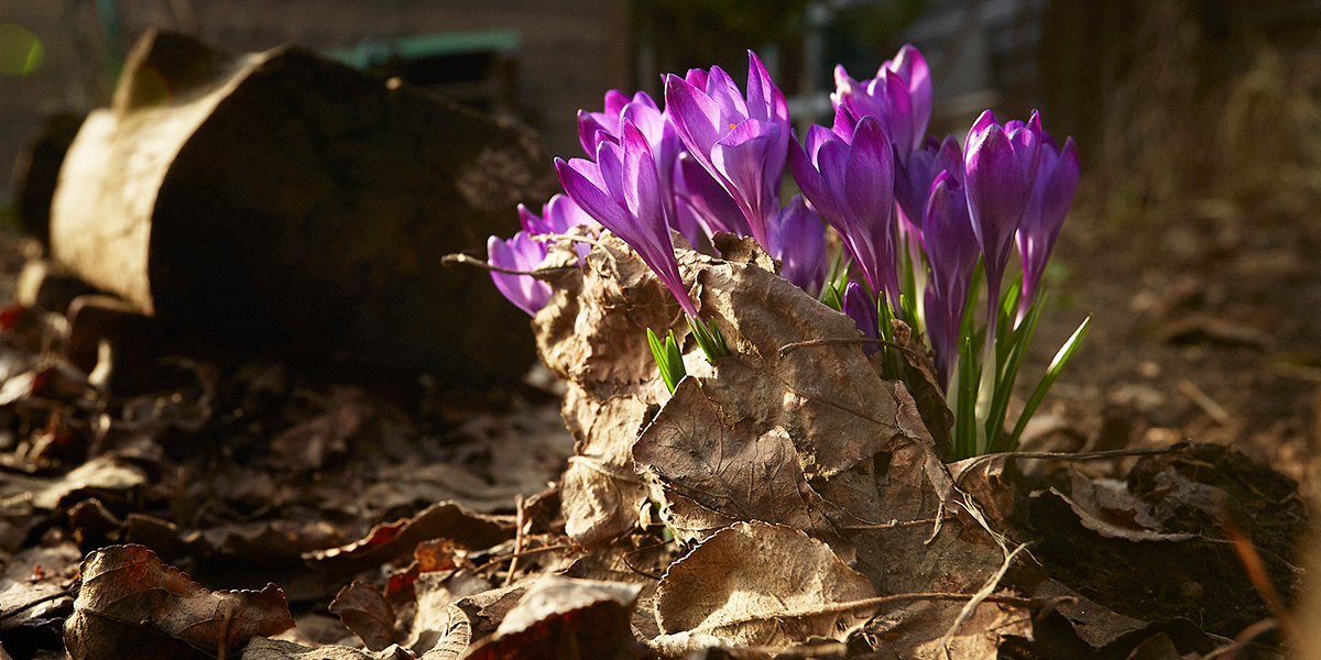 Во Владимире распустились символы любви мужчины к женщине и ключи прекрасной богини весны