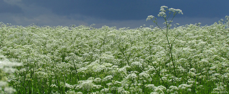 Полный купырь: что собирать в лесу после белых?