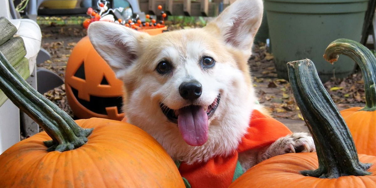 Корги-орки на кроваво-красной дорожке! В Загородном парке отпразднуют собачий Хэллоуин