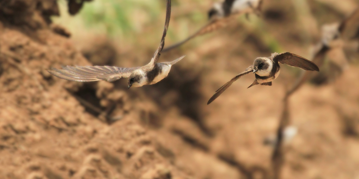 Умные и сообразительные. Портреты пернатых моделей в объективе владимирского волонтера