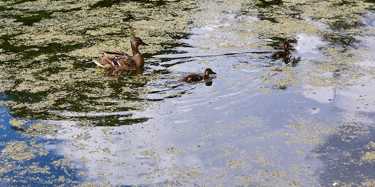 Минус пруд, плюс парковка? Во Владимире могут засыпать один из водоемов в садах у ДДюТ