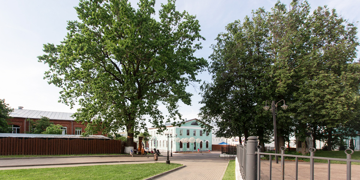 111-летний «Пушкинский дуб» из Владимира претендует на звание главного дерева страны