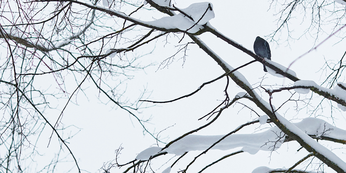 Потолок ледяной: синоптики предсказали морозы крепче крещенских