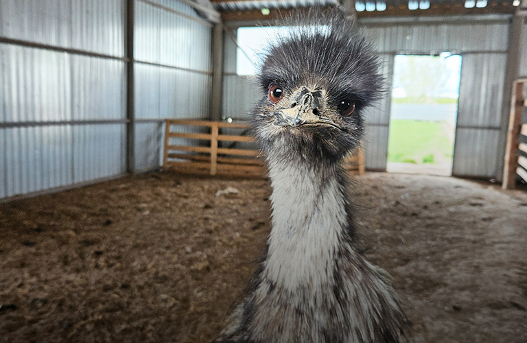 Экзотическая Шуя: улитки по-французски, ферма страусов и самая высокая колокольня Европы