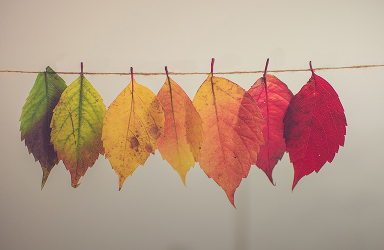 Во Владимире наступит «бабье лето с хрустальной погодой»