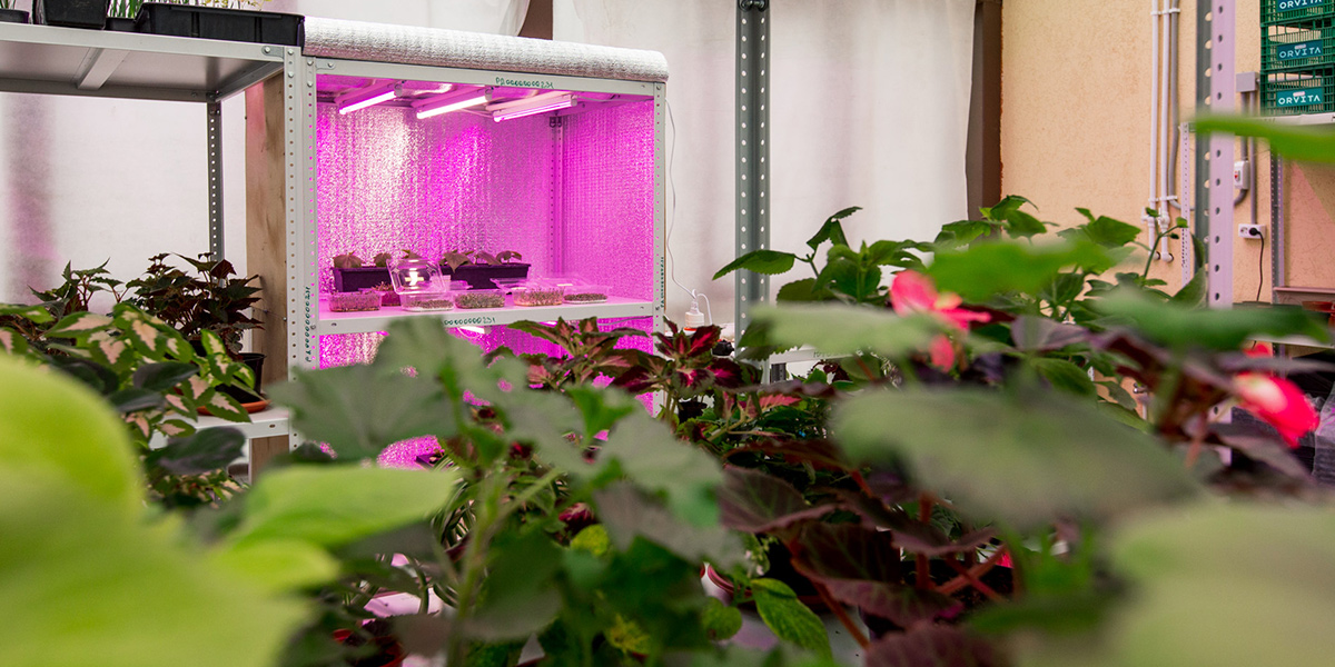 Микрозелень и другие чудеса владимирской сити-фермы