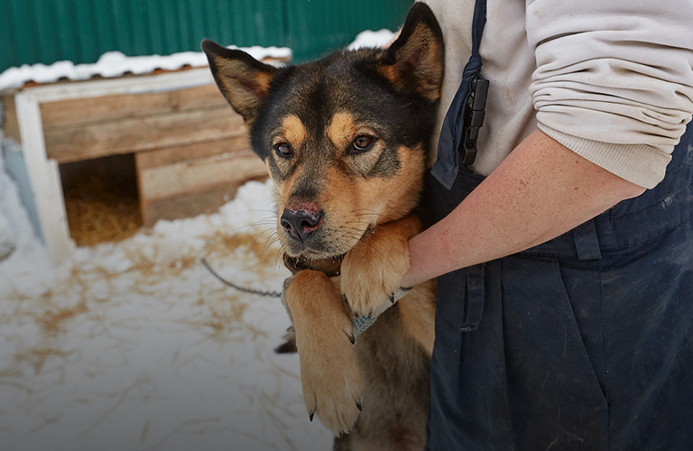 Пустырь, жилой район и свалка. Какие варианты предлагают приюту «Валента» для переезда?
