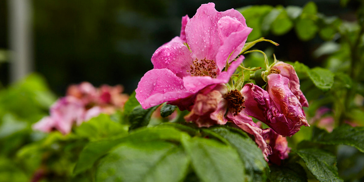 Июль, что ты делаешь? Прекрати! Владимирскую область ожидает «погодное комбо»